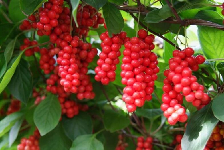 Schisandra ដើម្បីបង្កើនថាមពល