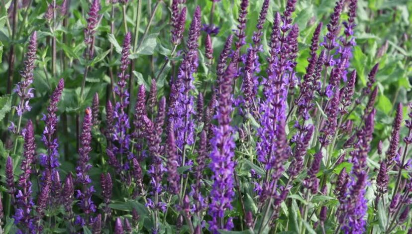 sage ដើម្បីបង្កើនថាមពល